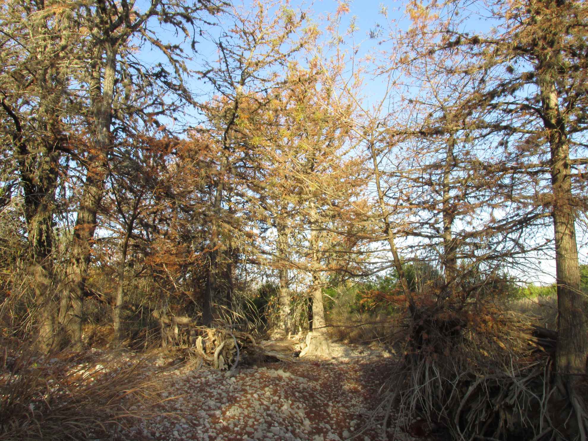 Rare small Sabinal River front Texas Land and Ranch Co Morris